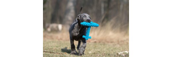Spielzeug & Training
