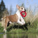 LABONI - Hertha Heart