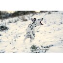 LABONI - Volentis GmbH - Shawn der Schneemann - Dog Toy